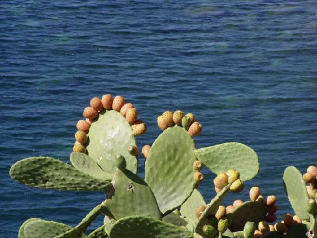 Pfa Hotel - Isola D'Elba Cavo Exteriér fotografie